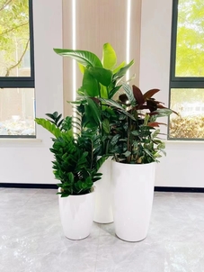 宁波镇海盆景出租服务好