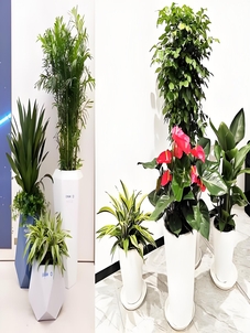 宁波前湾花卉租赁，服务佳，开启花卉新体验！