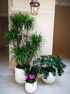 宁波江北花木出租价格大揭秘，快来一探究竟！