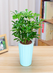 探寻宁波江北花卉租赁价格，你准备好了吗？