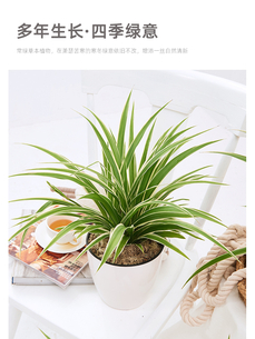 宁波海曙盆景出租公司，开启绿植租赁新体验！