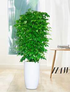 花卉出租设计，宁波海曙的别样风情你领略过吗亡