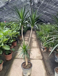 惊艳！宁波前湾花木租摆设计的魅力所在