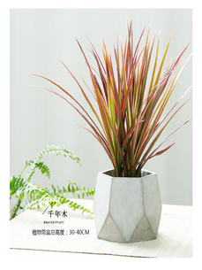 发现奉化花木租摆，解锁绿植租赁新体验