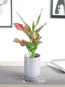 “北仑绿植租赁，给家居带来清新自然气息验