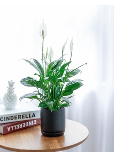 探寻宁波余姚花木出租价格，真相在这里！