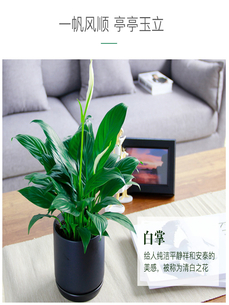 惊！宁波镇海植物租摆价格究竟多少？