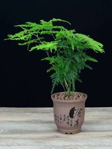 宁波江北花卉租摆价格全解析，速来围观！