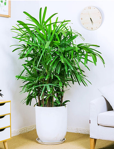 专业绿植出租，宁波余姚的绿色空间缔造者