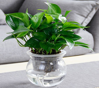 奉化植物租赁设计，让绿色点亮你的空间