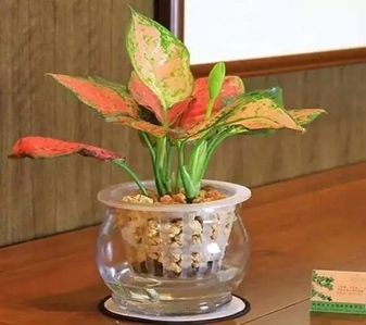 探寻海曙盆景租摆公司，解锁别样的绿植租赁服务新体验