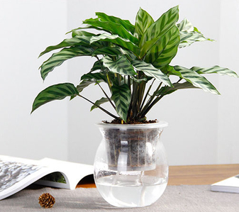 在镇海，绿植租摆让您的家居瞬间绿意盎然！