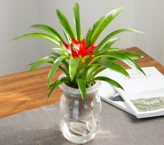 热门的镇海盆景租摆，满足您的绿植装饰需求