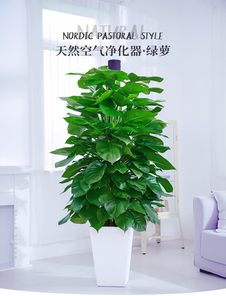 领略宁波奉化绿化修剪专业魅力，超惊艳！