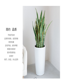 北仑花木出租服务好