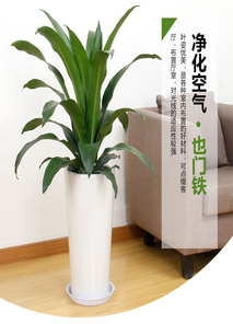 余姚盆景出租方案