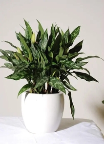 领略杭州湾花卉租摆方案，畅享花卉之美